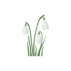 Fototapeta na wymiar Hand drawn snowdrops. Vector illustration. For creating spring designs, coloring books, botanical books, design cards.