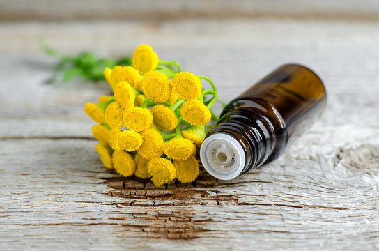 Small bottle with blue tansy essential oil. Old wooden background. Aromatherapy and herbal medicine ingredients.
