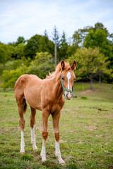 Cute looking litlle foal of thoroughbred on spring pasture.