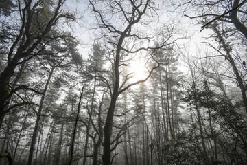 Forest at dawn in the mist