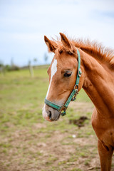 Cute looking litlle foal of thoroughbred on spring pasture.