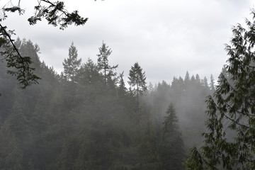 Wald mit Nebel