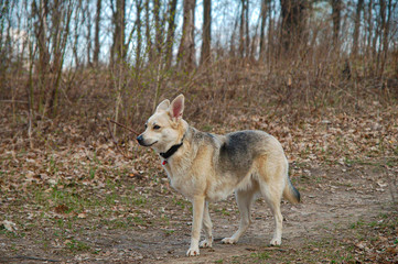 Naklejka na ściany i meble furry gray dog ​​in spring forest