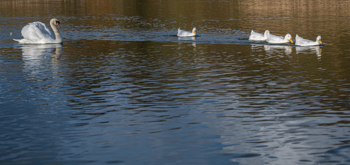 Mute swan swimming towards a group of American Pekin Ducks