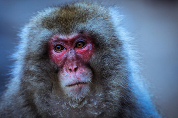 Fototapeta premium Close up Snow monkey Face in the Jigokudani park, Japan