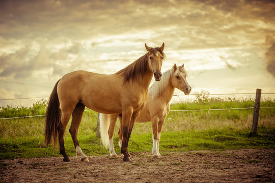 koniki na łące pole 