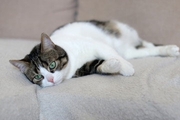 Cute tabby cat lying on a sofa. Selective focus.