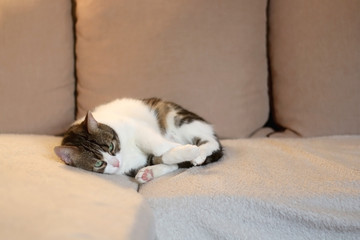 Cute tabby cat lying on a sofa. Selective focus.