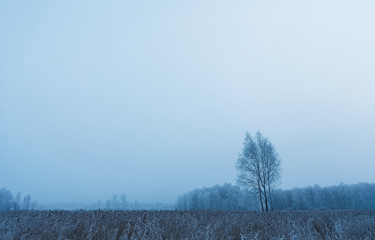 Mystical forest in morning.