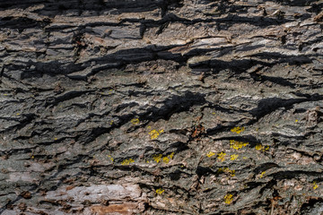 The natural texture of the old tree bark in macro shot in sunny weather with moss