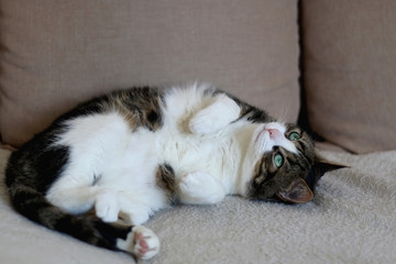 Cute tabby cat lying on a sofa. Selective focus.