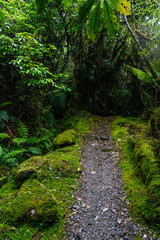 Obraz premium path in the forest