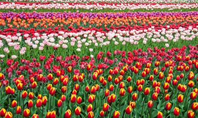 Campo de tulipanes eh Holanda