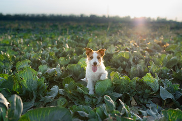 dog on the field in cabbage. sweet jack russell terrier. Sunny field of vegetables