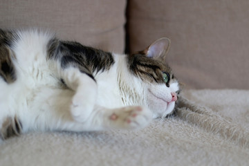 Cute tabby cat lying on a sofa. Selective focus.