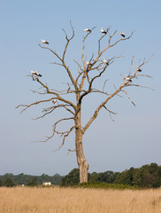 Flock of storks on the branches of a dead tree. White storks are large, long-legged birds with long red legs and a red straight, sharp beak. 