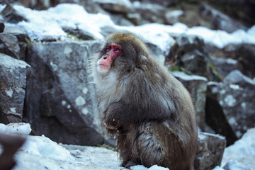 Obraz premium Cute and Nice Snow Monkey in the Jigokudani Park, Japan
