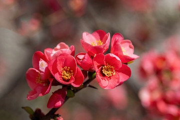 Fototapeta na wymiar Chinese quince blossoms open on a thronged quince tree in a park