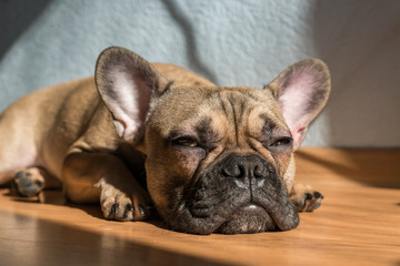 Portrait of adorable french bulldog dog sleeping on the floor alone