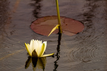Water lilies in the Danube Delta © Gerhard