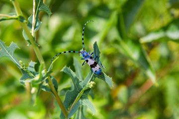insect blue beetle with black spots