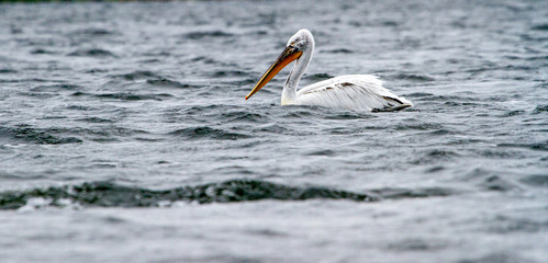 Fototapeta na wymiar Pelican on the Danube