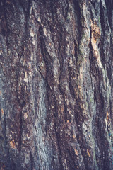 Close-up of a tree bark's texture