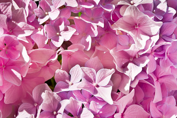 Background with pink hydrangea flowers