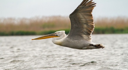  Pelican on departure