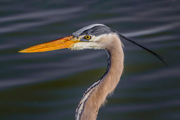 Close up photo of Grey Heron (Ardea cinerea) Wildlife animal