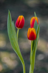 Wazon z pięknymi tulipanami na tle natury z efektem bokech 