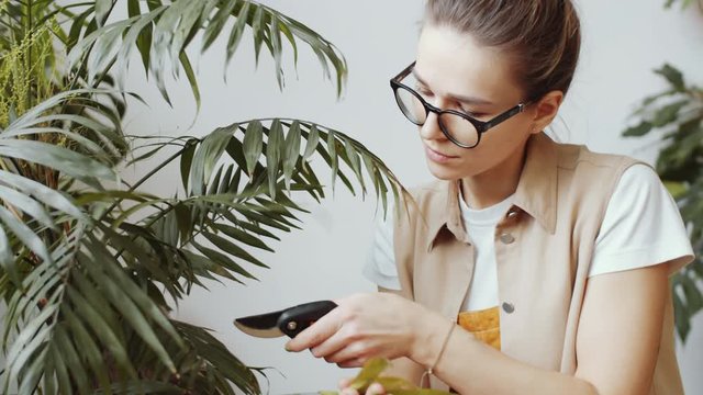 Young beautiful woman in casualwear and eyeglasses trimming Chamaedorea palm with pruning shears while working in plant shop