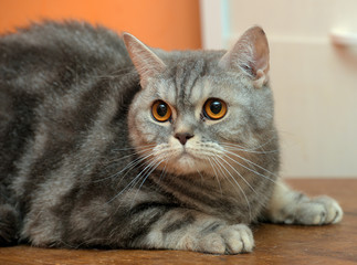 gray marble scottish cat with orange eyes