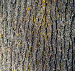 The natural texture of the old tree bark in macro shot in sunny weather with moss