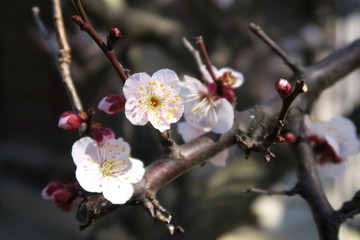 開花した梅の花