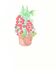 Drawing with watercolors: Bush tomato in a pot.