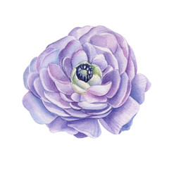 Ranunculus flower. Floral isolated elements for wedding, invitation, greeting cards. Watercolor drawing