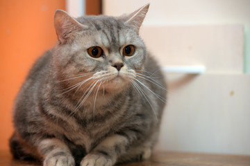 gray marble scottish cat with orange eyes