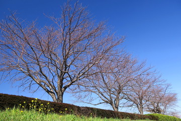 花芽の膨らみ始めた桜の木と菜の花咲く土手風景