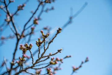 桜のつぼみ