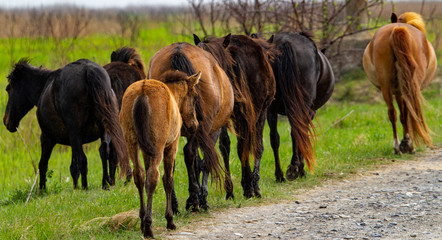 Wild horses in the Danube Delta, Romania © Gerhard