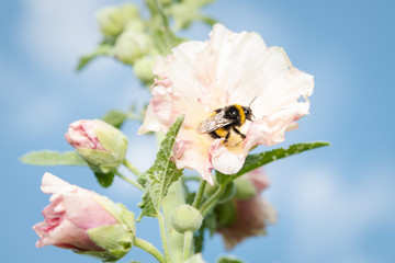 Hummel © Mikura