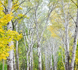 Birch trees in a forest, park, nature concept