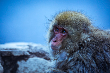 Close up Snow monkey Face in the Jigokudani park, Japan