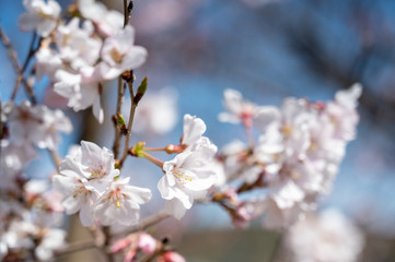 Obraz premium 桜のマクロ