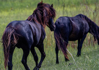 Wild horses in the Danube Delta, Romania
