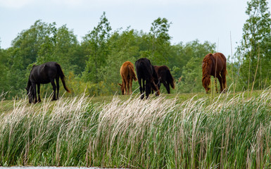 Wild horses in the Danube Delta, Romania