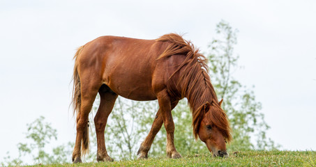 Wild horses in the Danube Delta, Romania © Gerhard