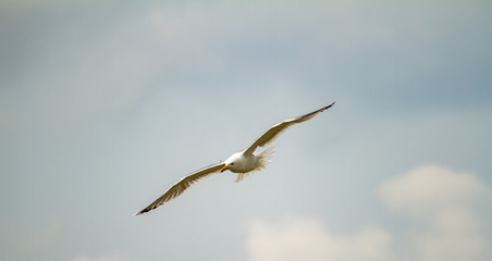  Seagull in flight