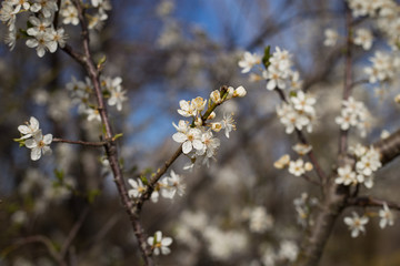 Kirschblüten im Frühling mit blauem Himmel